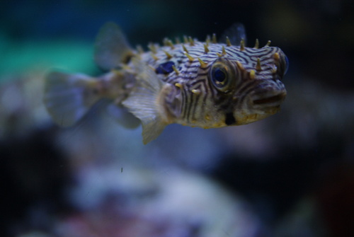 Striped Burrfish