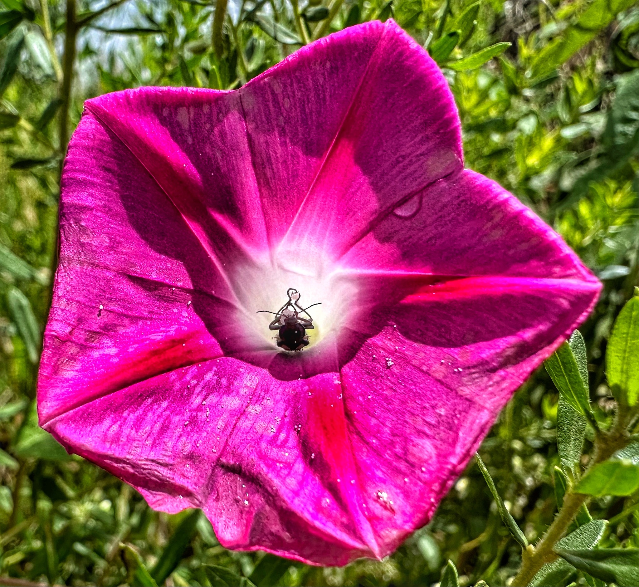 Ipomoea purpurea