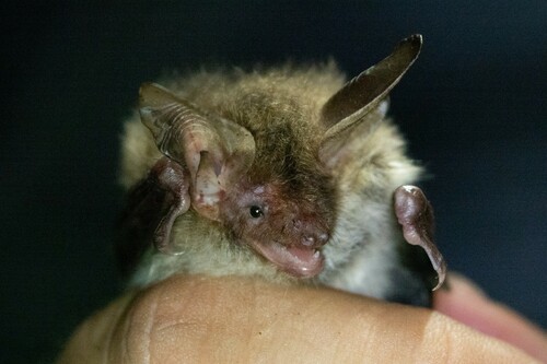 Bechstein's Myotis