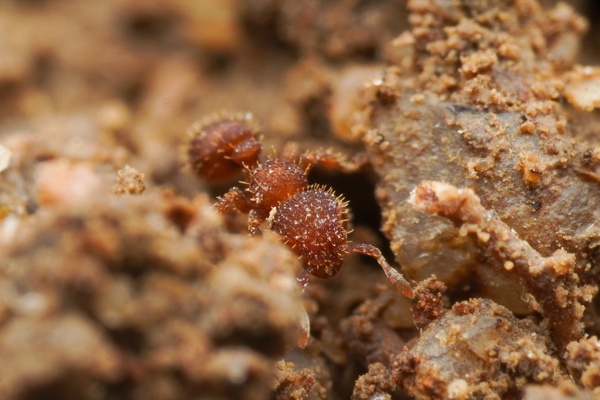 Calyptomyrmex rectopilosus