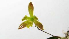 Encyclia