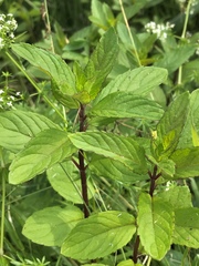 Mentha × piperita