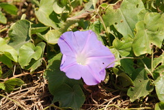 Ipomoea indica