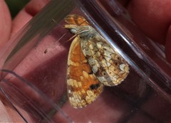 Phyciodes orseis