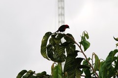 Ramphocelus nigrogularis