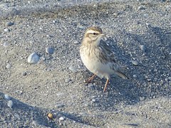 Anthus novaeseelandiae
