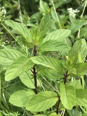 Mentha × piperita