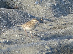 Anthus novaeseelandiae