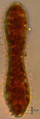 Surirella librile