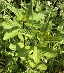 Mentha × piperita