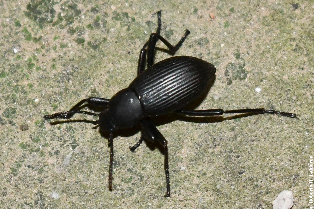 Eleodes exarata
