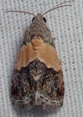Tripudia balteata