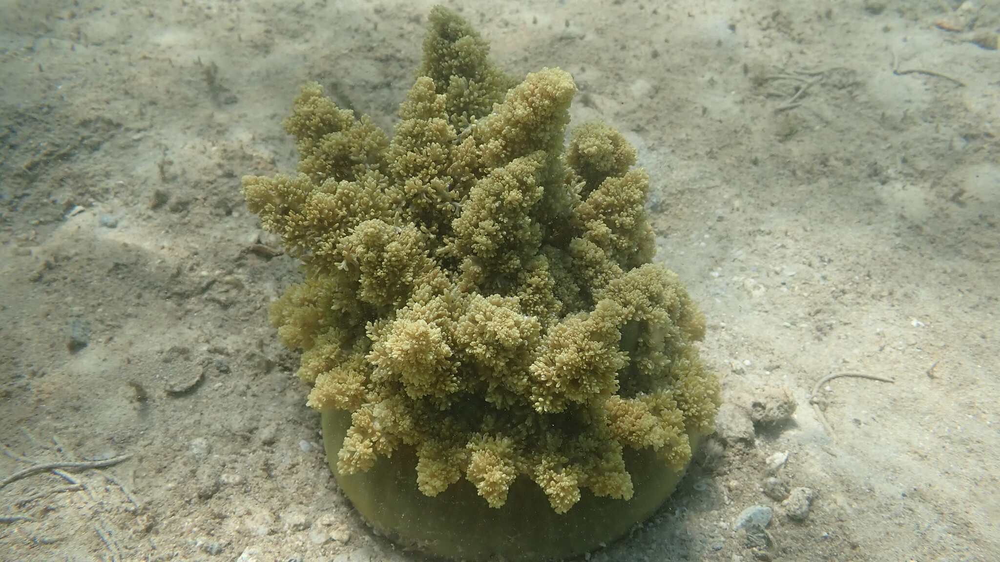 Actinodendron arboreum (Quoy & Gaimard, 1833)