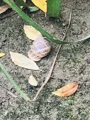 Cornu aspersum