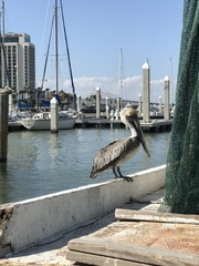 Pelecanus occidentalis