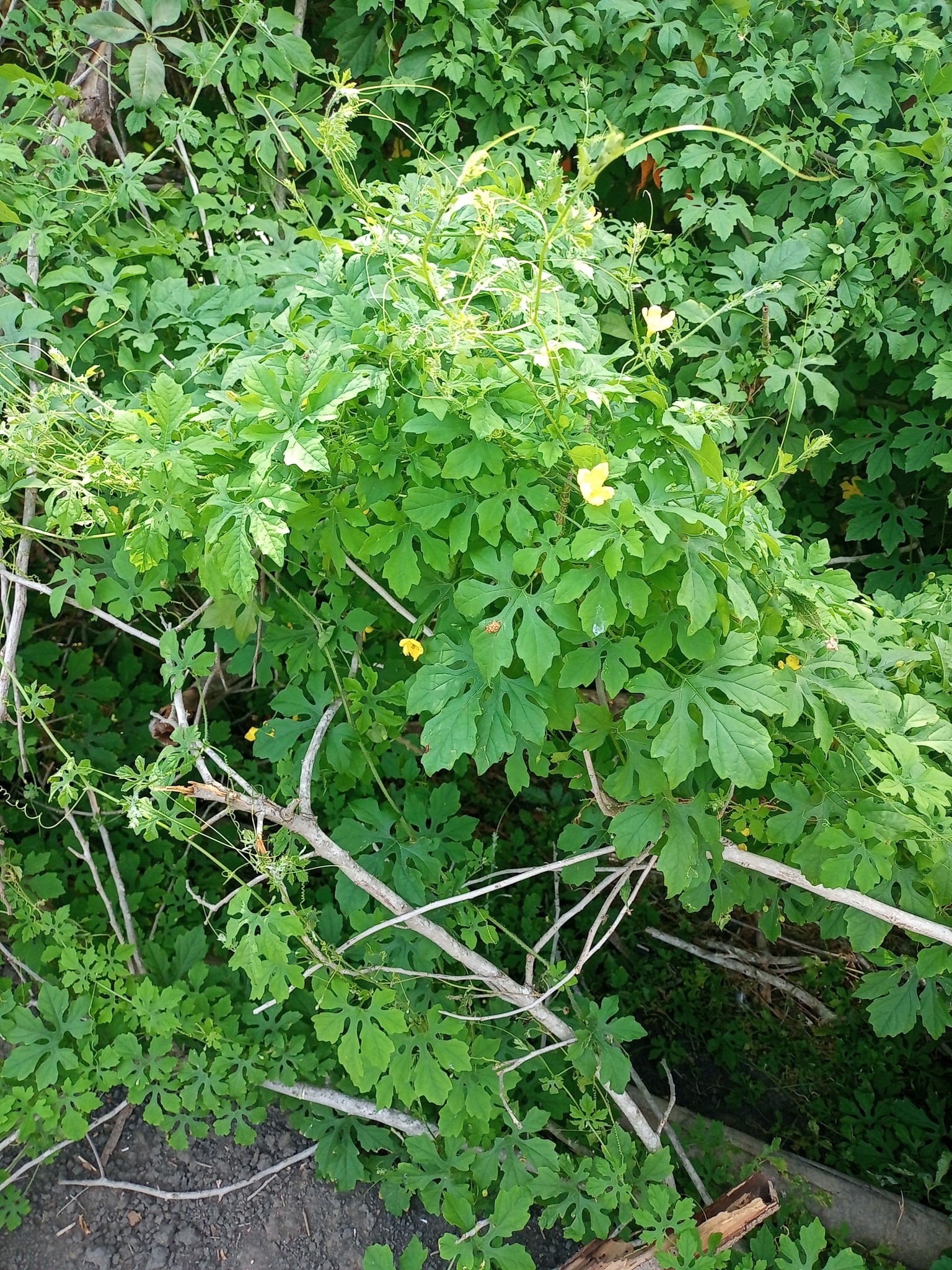 Momordica charantia