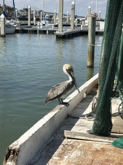 Pelecanus occidentalis