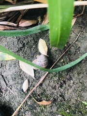 Cornu aspersum