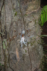 Pterodictya reticularis