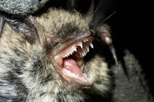 Brandt's Myotis