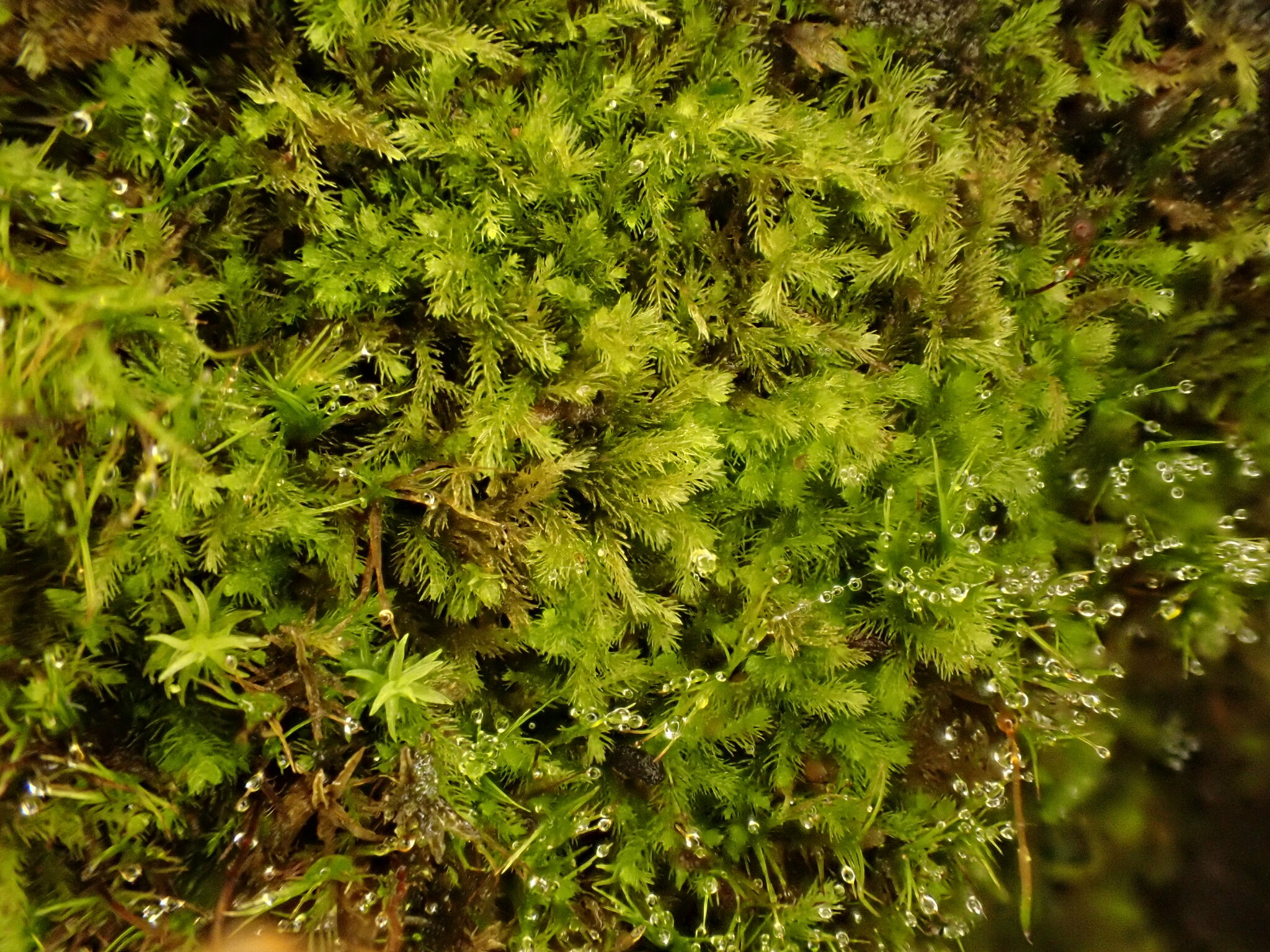 Blepharostoma trichophyllum