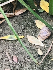 Cornu aspersum