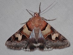 Drasteria pallescens