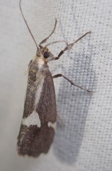 Cisthene liberomacula