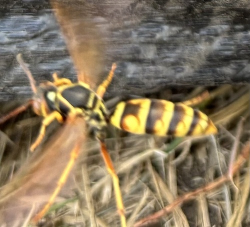 Golden Paper Wasp