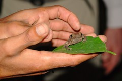 Rhinella margaritifera