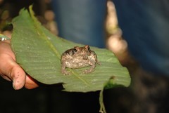 Rhinella margaritifera