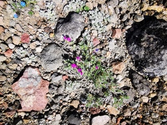 Oxytropis pumilio