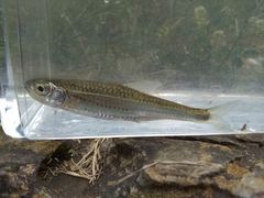 Notropis telescopus