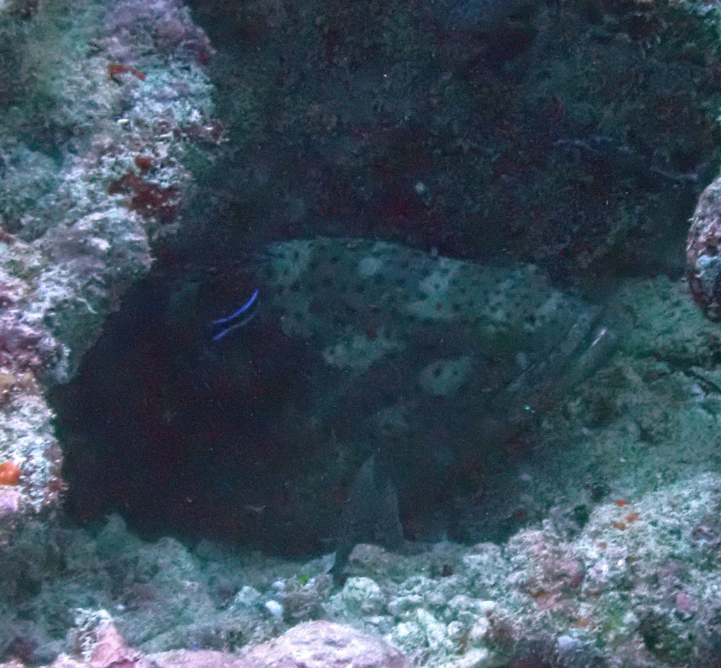 Coral grouper