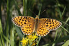 Mormon Fritillary - Photo (c) Donna Pomeroy, some rights reserved (CC BY-NC), uploaded by Donna Pomeroy
