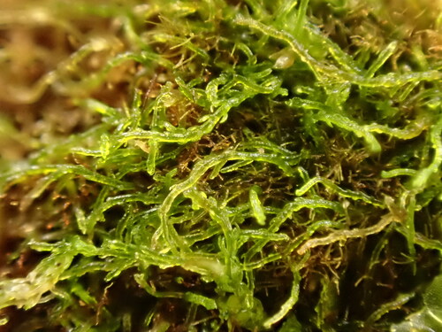 Hygrobiellaceae