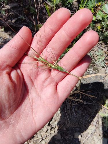 Two-inch Goatgrass (Aegilops biuncialis)