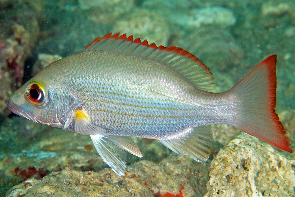 Mahogany Snapper