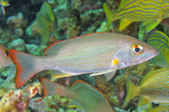 Mahogany Snapper photo 2