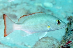 Mahogany Snapper photo 4