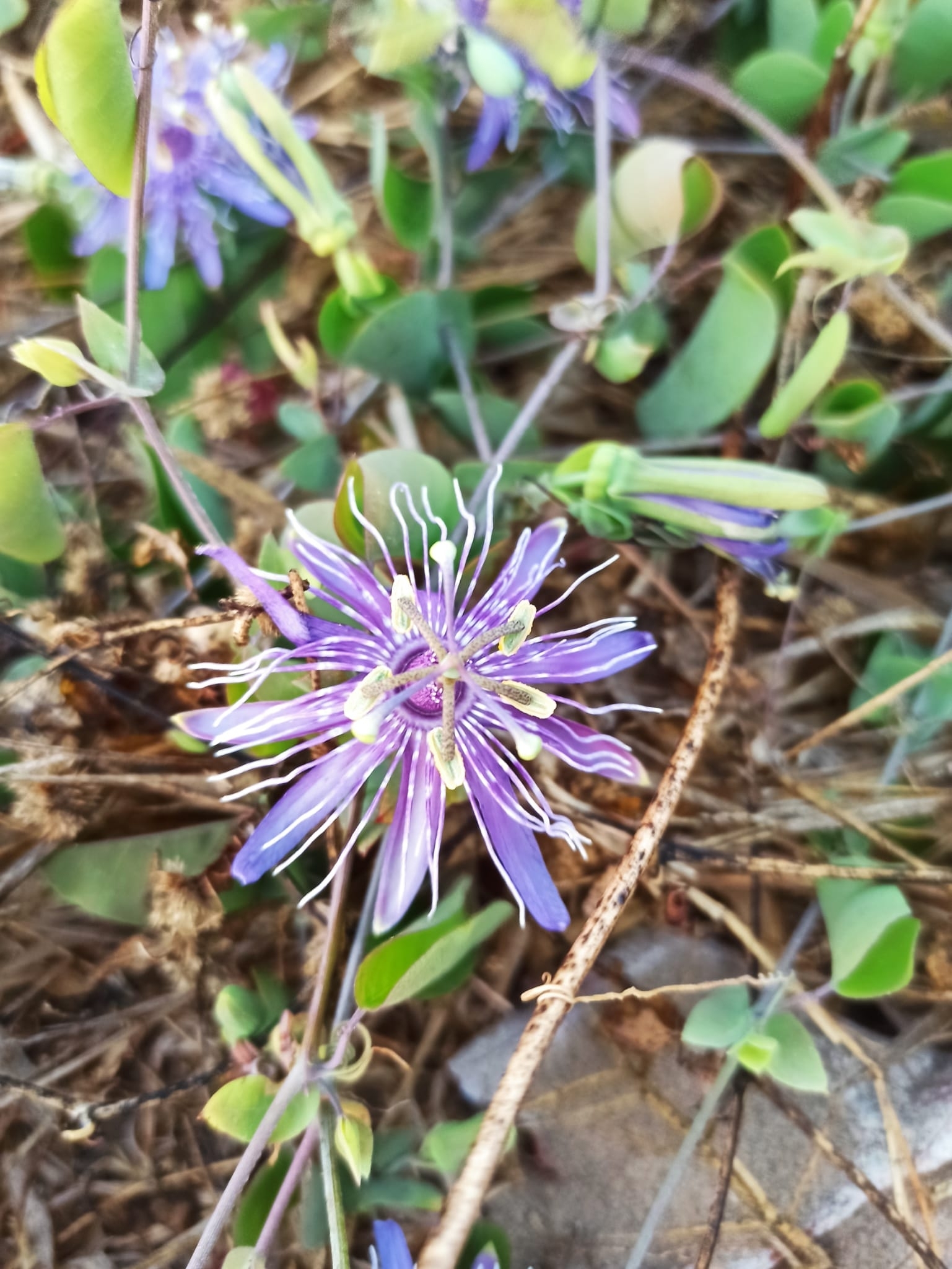 Passiflora subrotunda