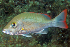 Mahogany Snapper photo 5