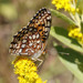 Argynnis hesperis irene - Photo (c) Donna Pomeroy, some rights reserved (CC BY-NC), uploaded by Donna Pomeroy