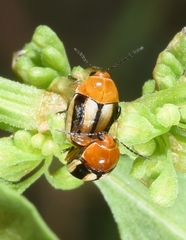 Cryptocephalus nitidissimus