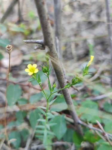 Linum corymbulosum (Linum corymbulosum)