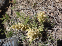 Castilleja applegatei breweri