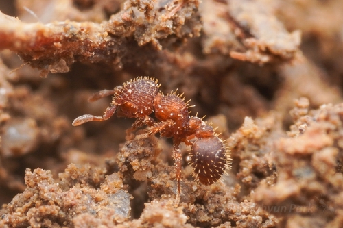 直毛叉唇蚁Calyptomyrmex rectopilosus