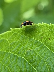 Brachiacantha ursina