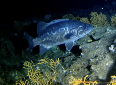 Wreckfish photo 2
