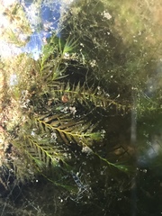 Fissidens fontanus